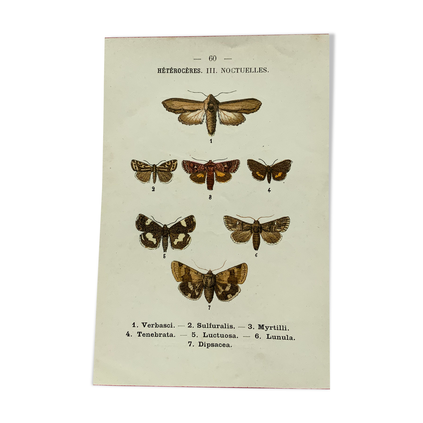 Vintage botanical plate antique butterfly engraving 1903 double-sided G. Denise