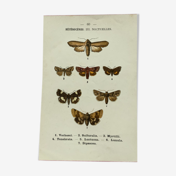 Planche botanique vintage gravure papillon ancienne 1903 double face G. Denise