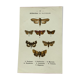 Vintage botanical plate antique butterfly engraving 1903 double-sided G. Denise