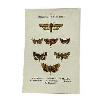 Planche botanique vintage gravure papillon ancienne 1903 double face G. Denise