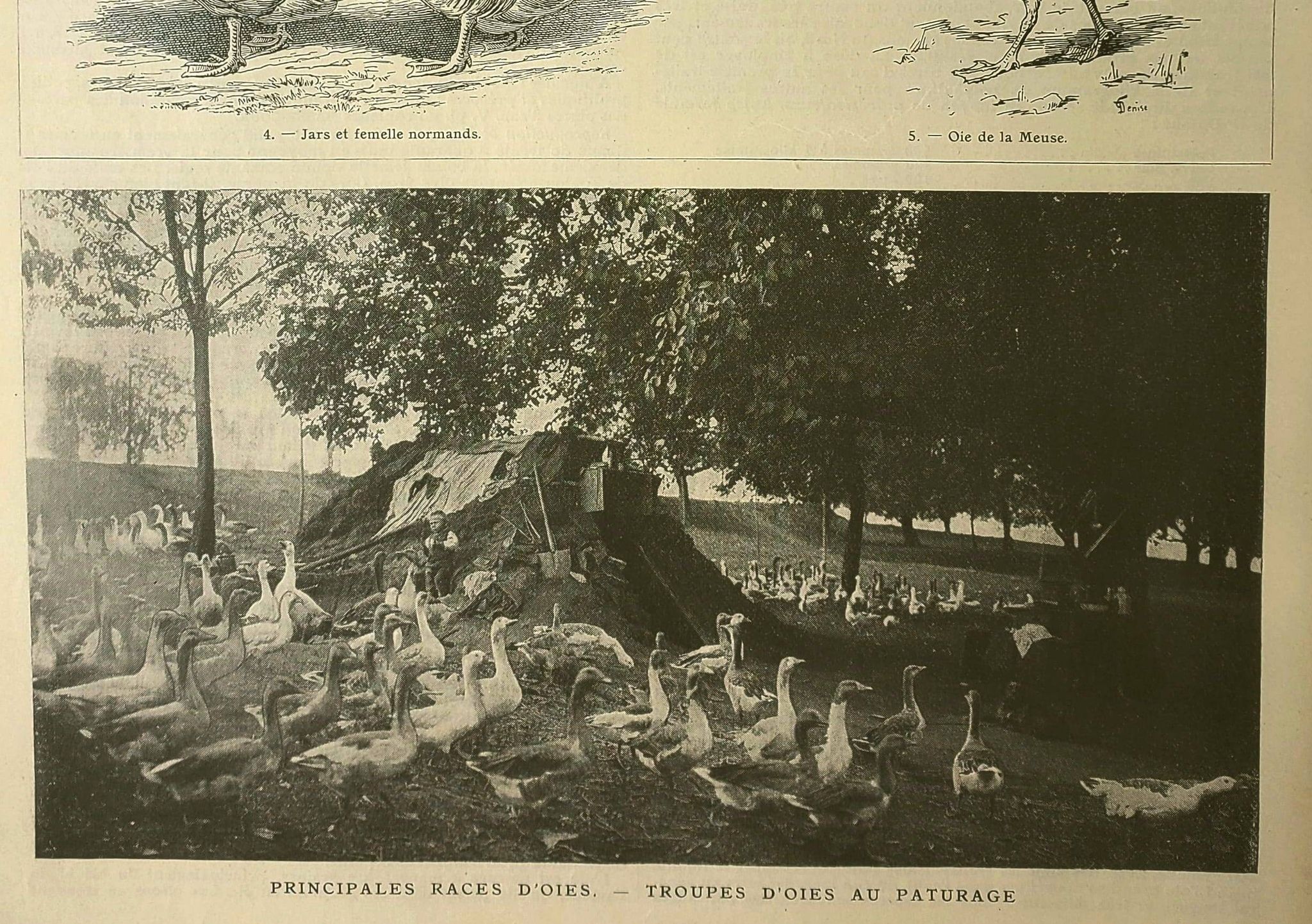 Antique engraving from 1921. Serving trolley - Farm goose. Vintage illustration