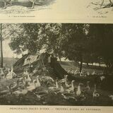 Antique engraving from 1921. Serving trolley - Farm goose. Vintage illustration