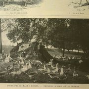 Antique engraving from 1921. Serving trolley - Farm goose. Vintage illustration