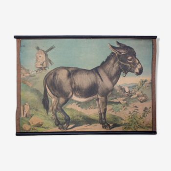 Educational poster, donkey, lithograph, Karl Jansky, Böhmen, 1897