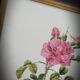 Frame lithograph rosier four seasons with variegated leaves