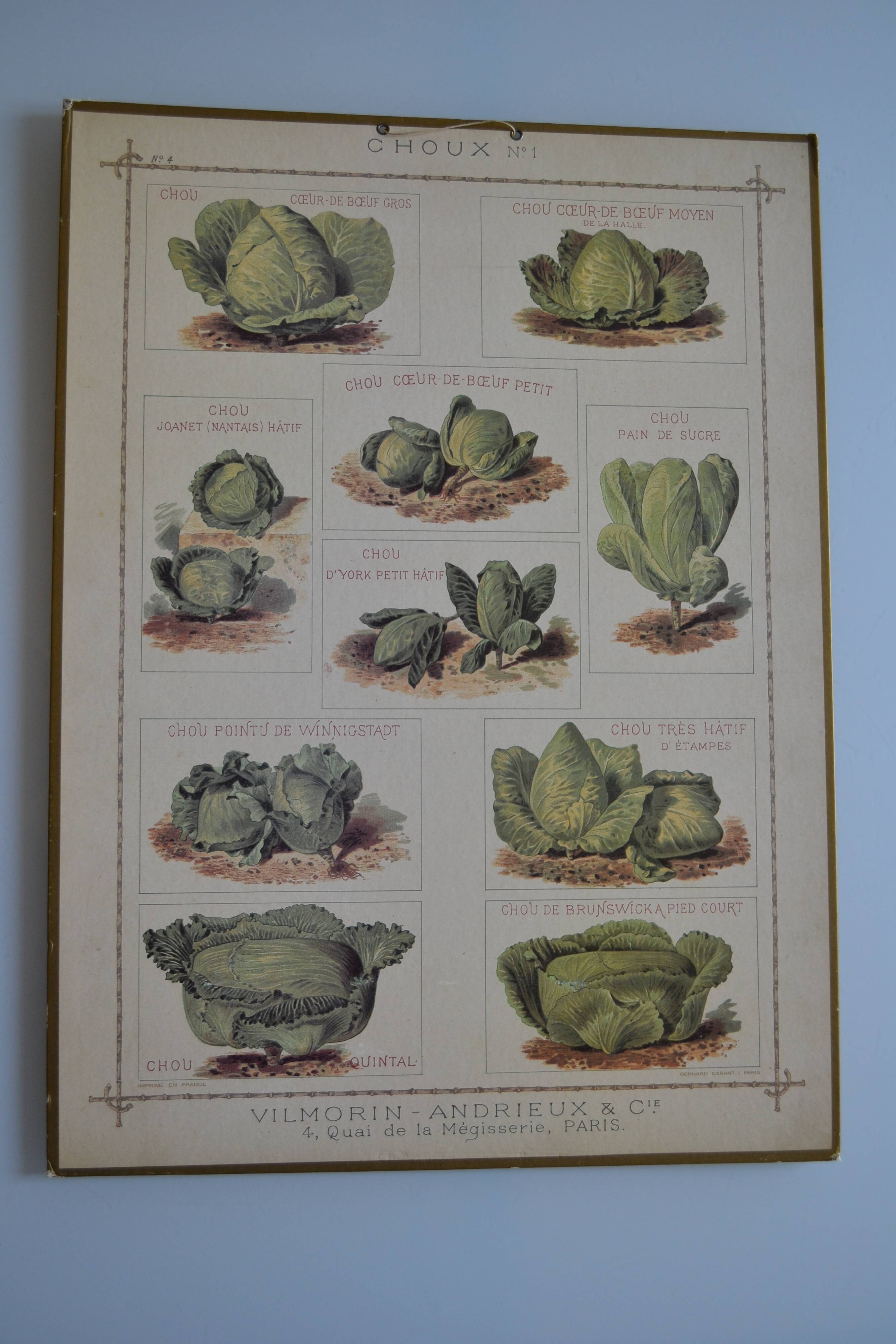 Vintage botanical poster "Cabbages"