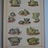 Vintage botanical poster "Cabbages"