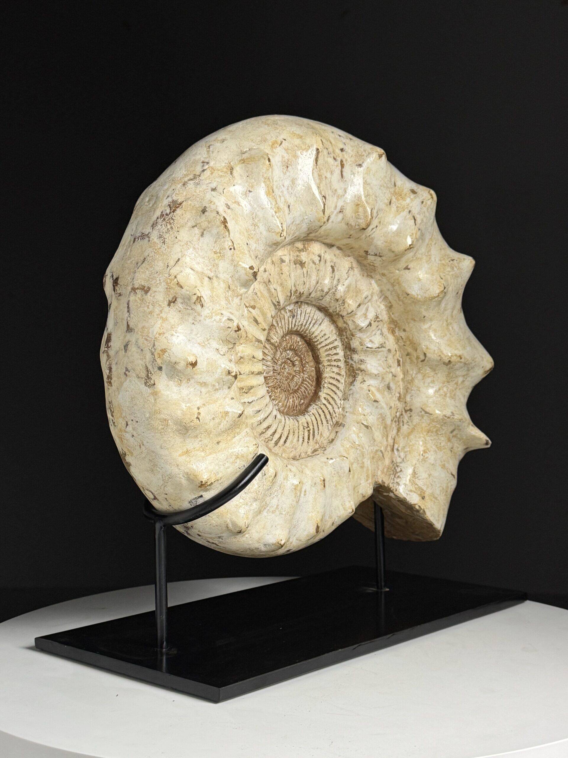 Fossile d'ammonite sur support