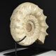 Fossile d'ammonite sur support