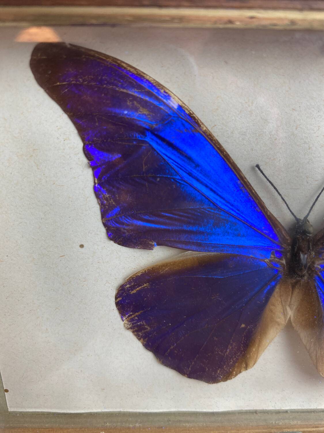 Naturalized butterfly frame under glass