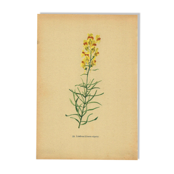Planche ancienne 1948 - Linaire par H. Strache -Fleur des prés vintage — Beyit