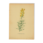 Old print 1948 - Linear by H. Strache - Vintage meadow flower