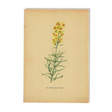 Old print 1948 - Linear by H. Strache - Vintage meadow flower