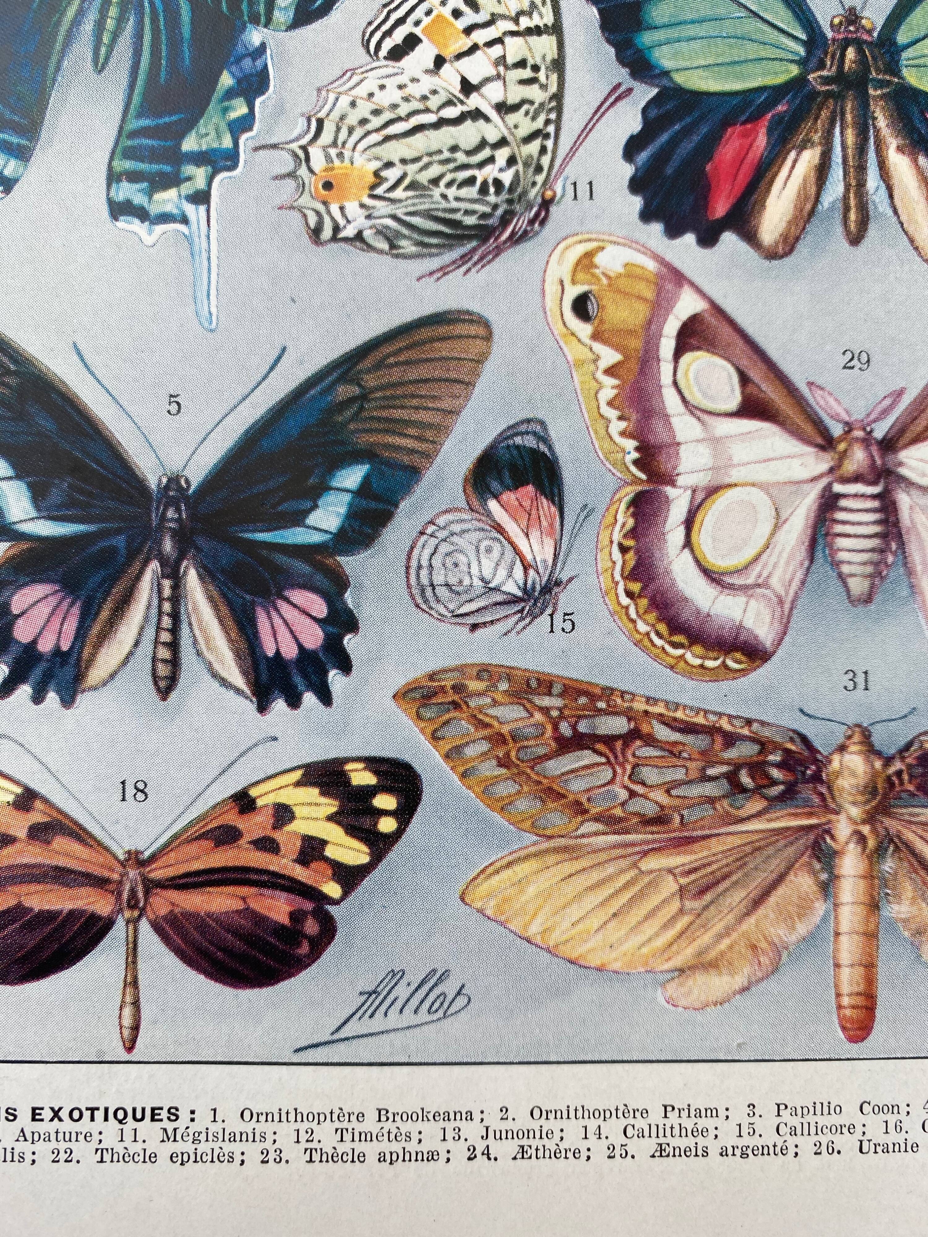 Illustration millot "papillons"