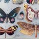 Illustration millot "papillons"