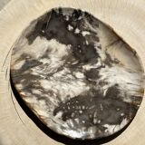 Very large pocket or dish in petrified wood