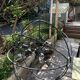 Sputnik signature metal chandelier