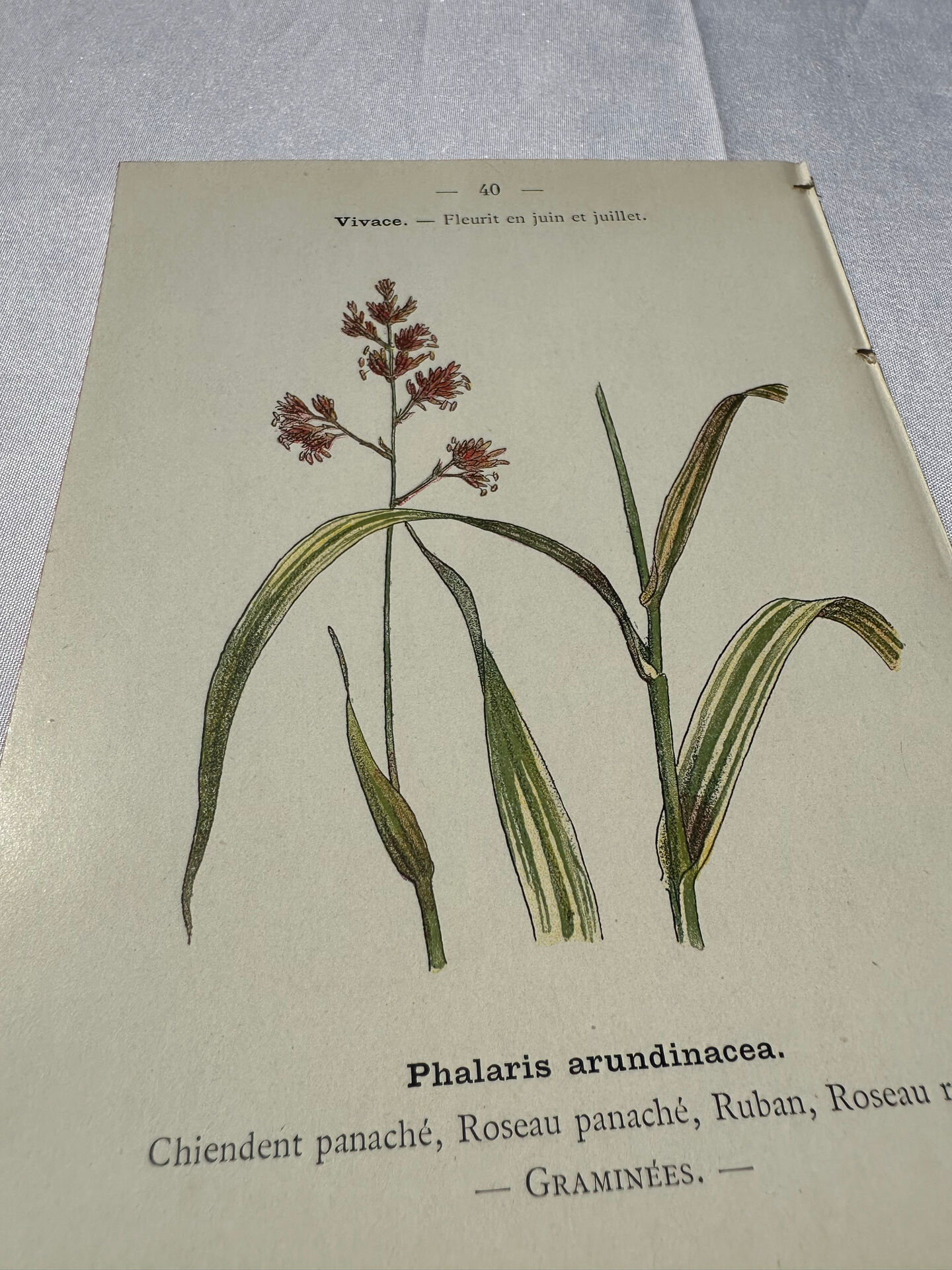 Botanical engraving naturalist plate French flower double-sided