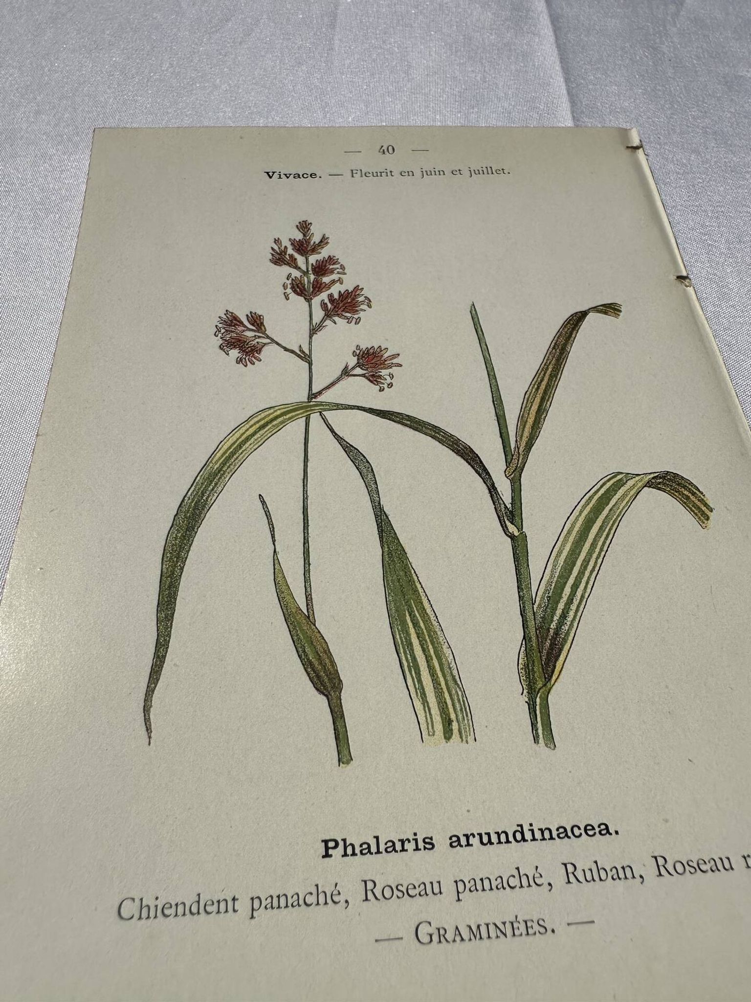 Gravure botanique planche naturaliste fleur Française double face