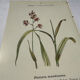 Botanical engraving naturalist plate French flower double-sided