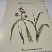 Gravure botanique planche naturaliste fleur Française double face