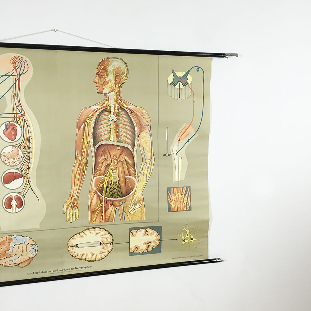 Educational pull-down Jung Koch school map human anatomy chart