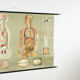 Educational pull-down Jung Koch school map human anatomy chart