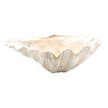 Vide poche coquillage bénitier naturel blanc, vintage années 70