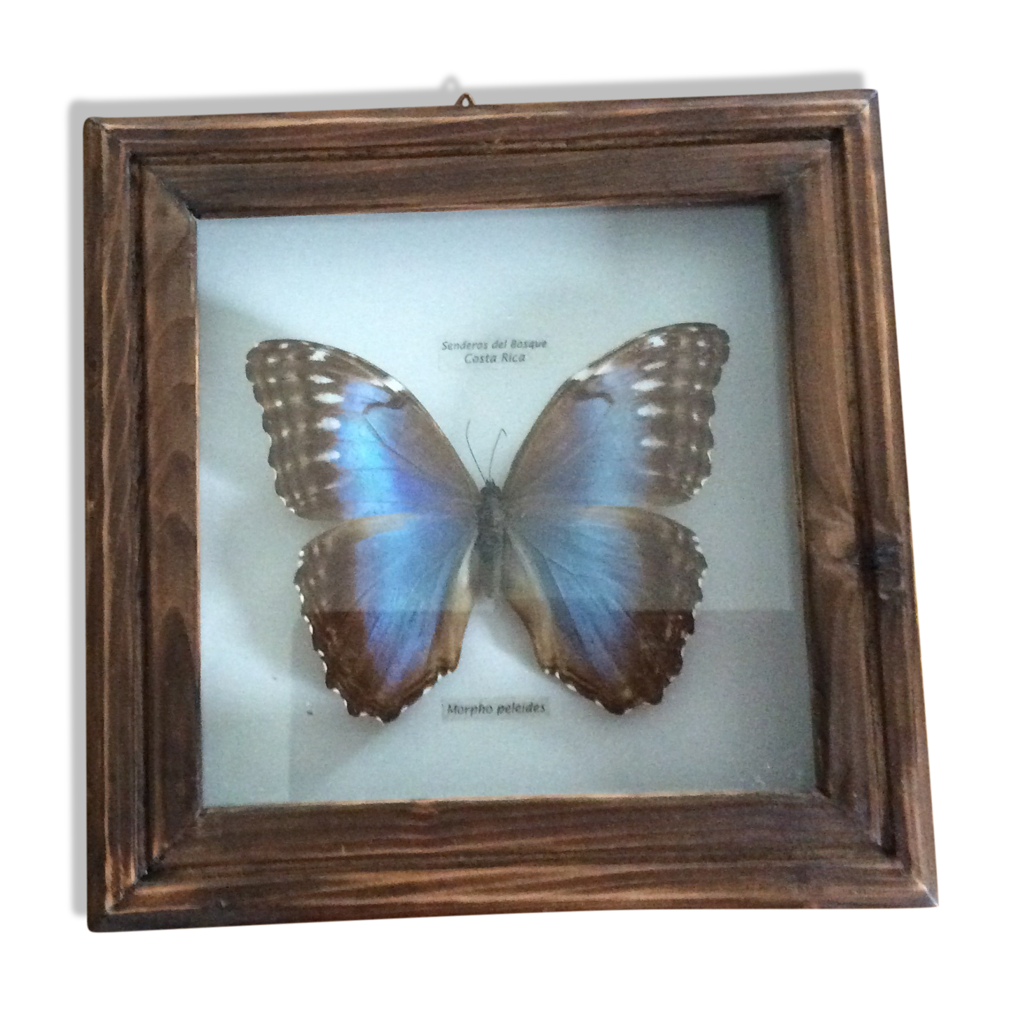 Naturalized butterfly frame