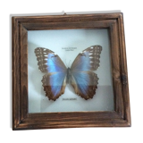 Naturalized butterfly frame