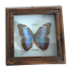 Naturalized butterfly frame