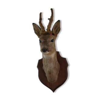 Trophy deer