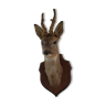 Trophy deer