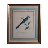 Planche botanique oiseau bleu de Canada