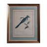 Canada blue bird botanical plank