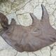 Resin rhino head