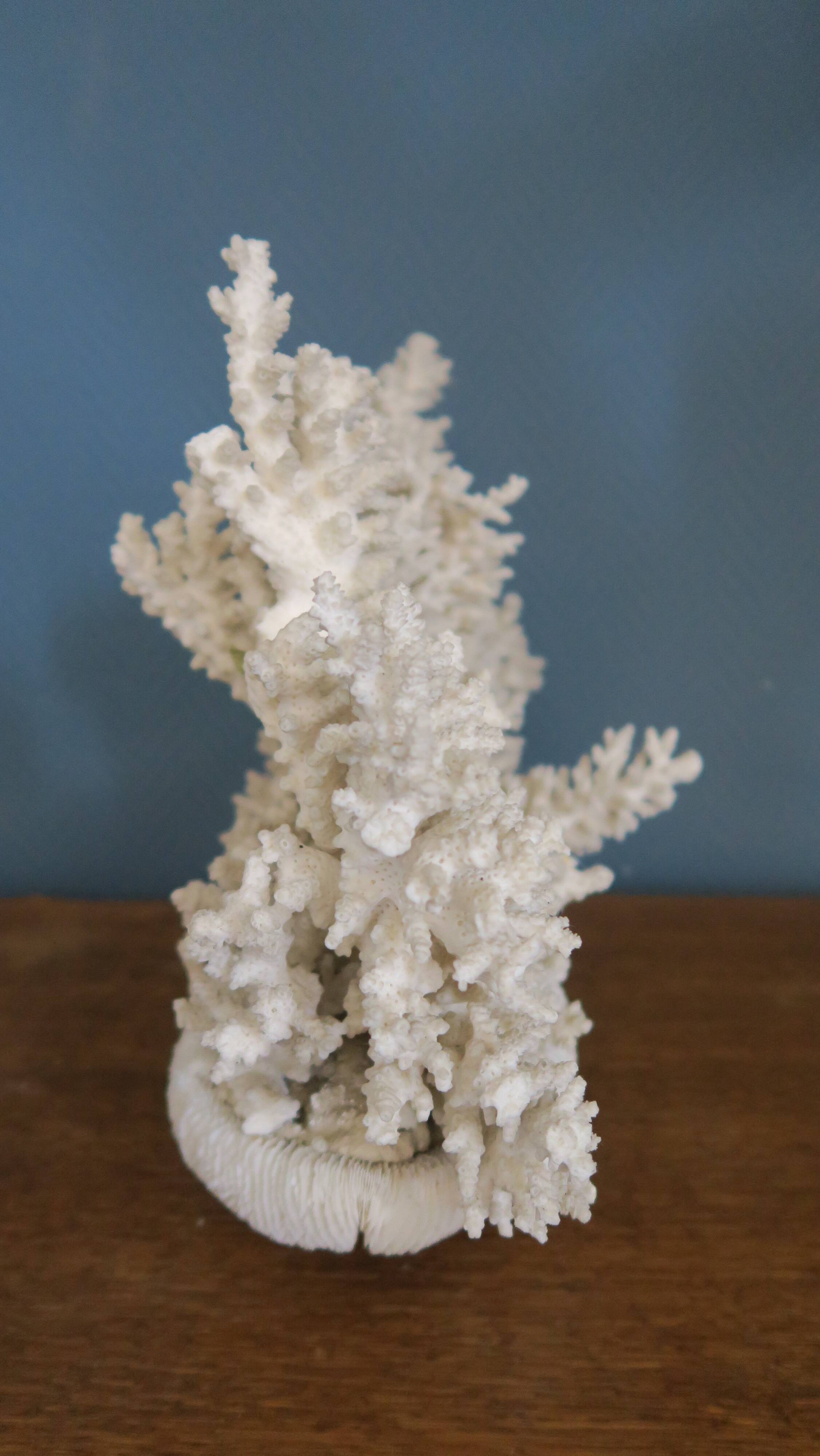 Natural white coral