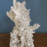 Natural white coral
