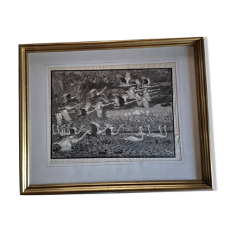 Original wood engraving "Swans in flight over Filsø lake"