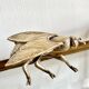 Cendrier mouche vintage