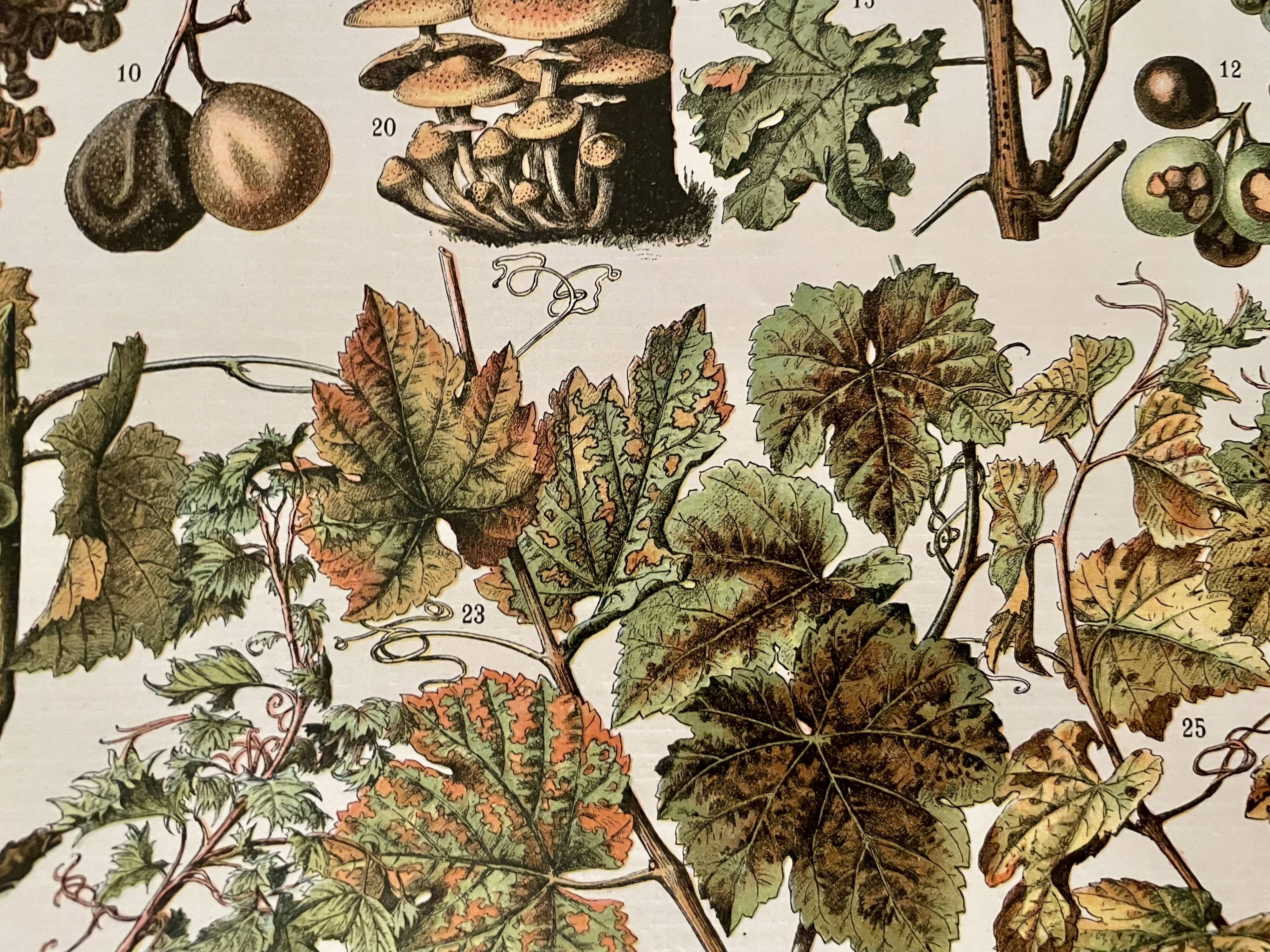 Lithograph on the diseases of the vine of 1907