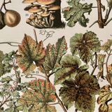 Lithographie sur les maladies de la vigne de 1907