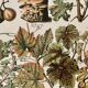 Lithograph on the diseases of the vine of 1907
