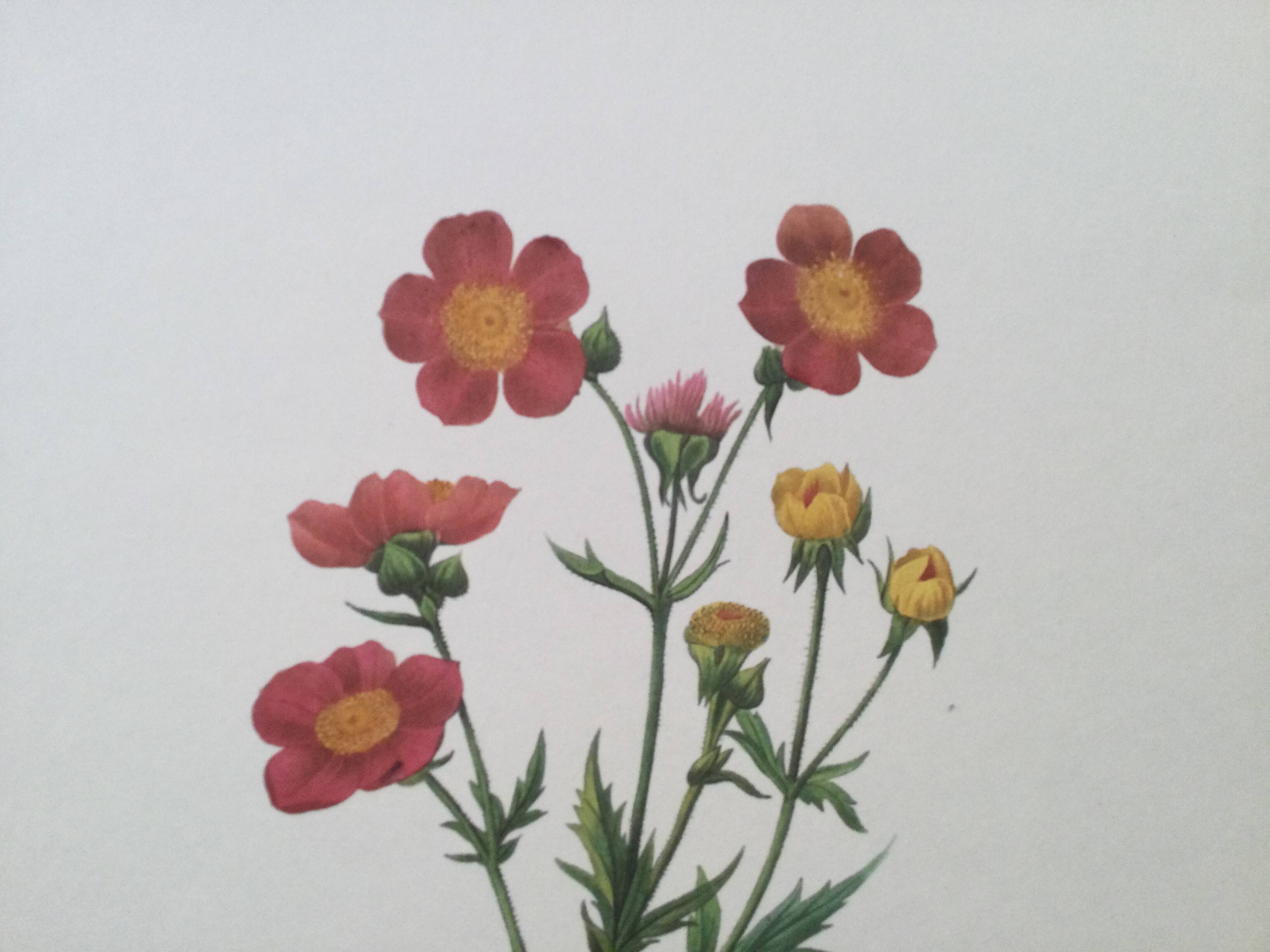 Impression vintage Fleur Benoite écarlate