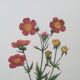 Impression vintage Fleur Benoite écarlate