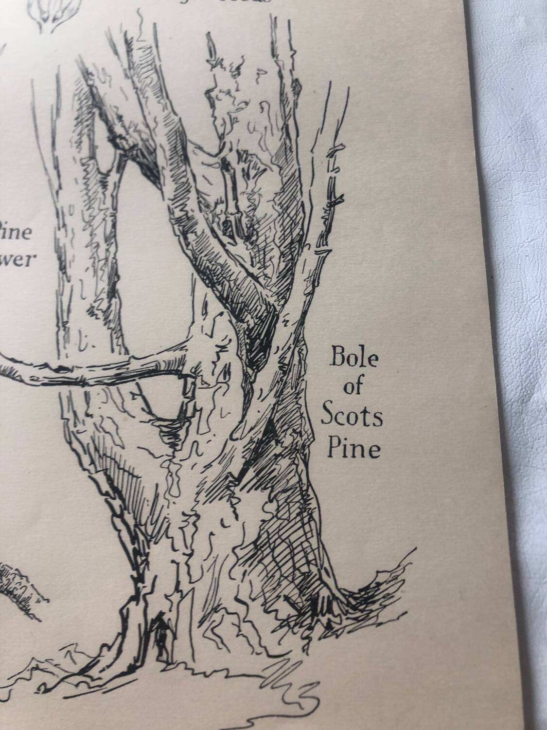 Botanical poster Pin