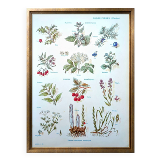 Medical plant board, printed in 1954