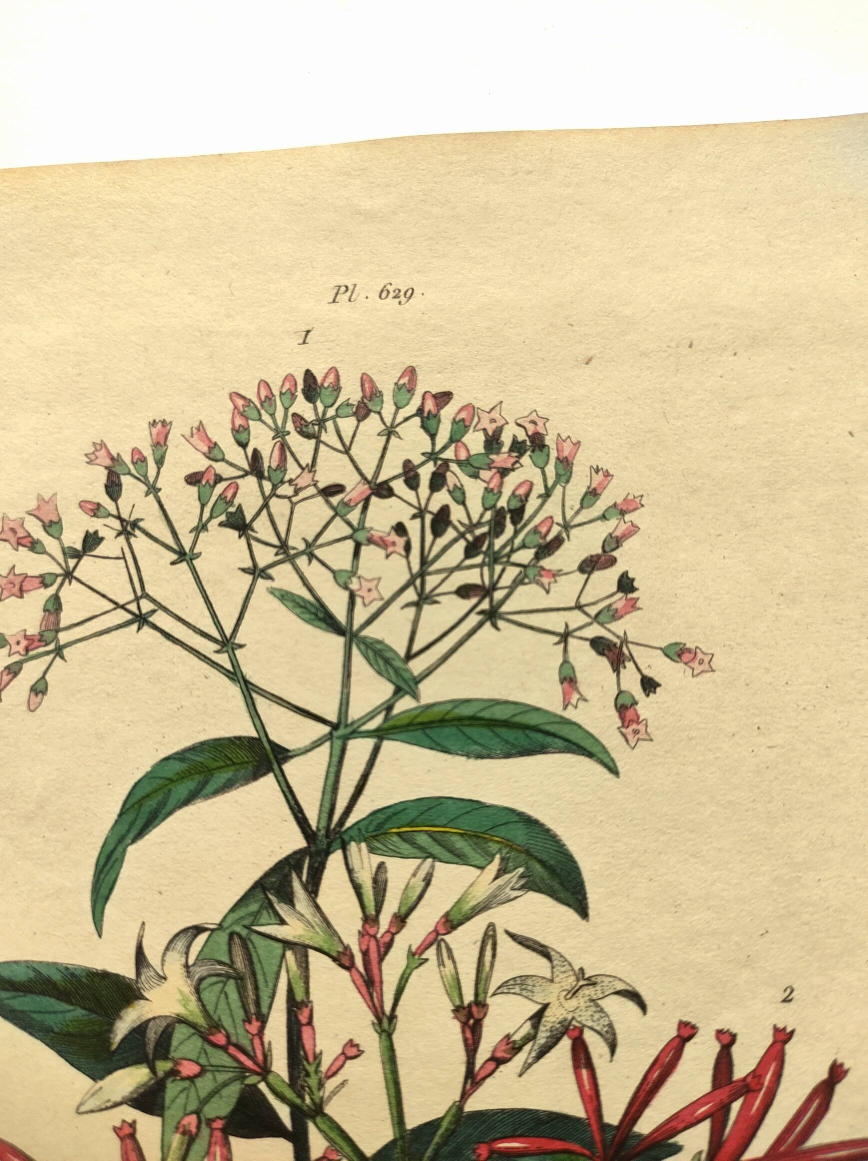 Antique engraving from 1839 by DuCasse -Quinquina- Hand-colored botanical plate. Original.
