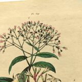 Gravure de 1839  de DuCasse -Quinquina- Planche coloriée à la main botanique