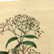 Antique engraving from 1839 by DuCasse -Quinquina- Hand-colored botanical plate. Original.